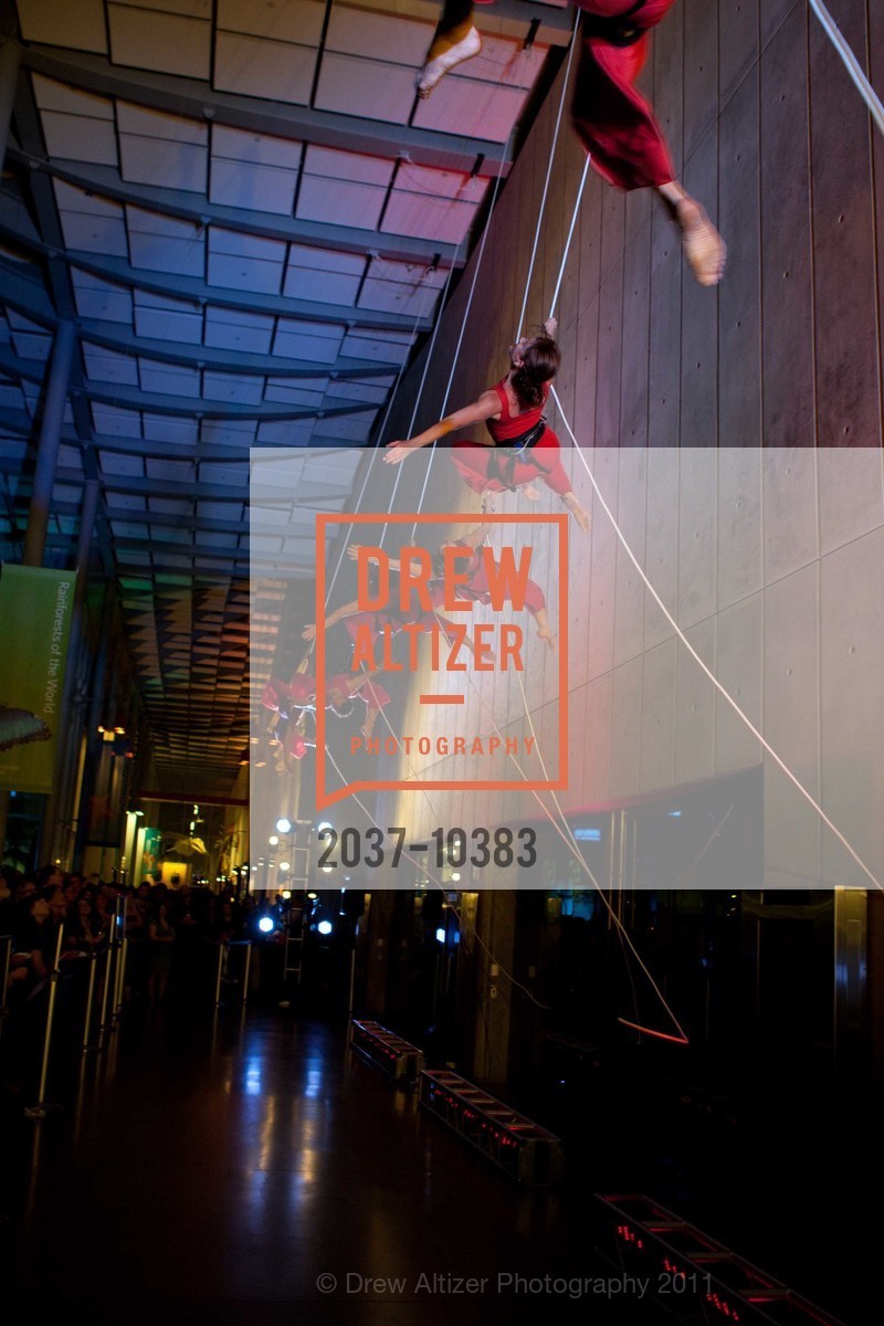 Performance By Project Bandaloop, CALIFORNIA ACADEMY OF SCIENCES 25th Annual Big Bang Gala, US, May 6th, 2011,Drew Altizer, Drew Altizer Photography, full-service agency, private events, San Francisco photographer, photographer california