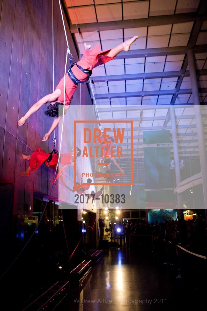 Performance By Project Bandaloop, CALIFORNIA ACADEMY OF SCIENCES 25th Annual Big Bang Gala, US, May 6th, 2011, Photo #2077-10383 Performance By Project Bandaloop, Photo #2077-10383