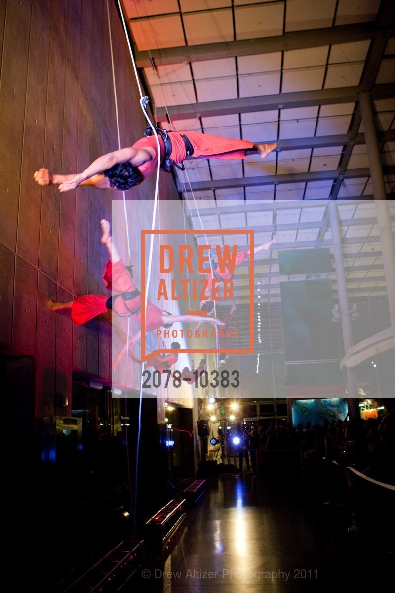 Performance By Project Bandaloop, CALIFORNIA ACADEMY OF SCIENCES 25th Annual Big Bang Gala, US, May 6th, 2011,Drew Altizer, Drew Altizer Photography, full-service agency, private events, San Francisco photographer, photographer california