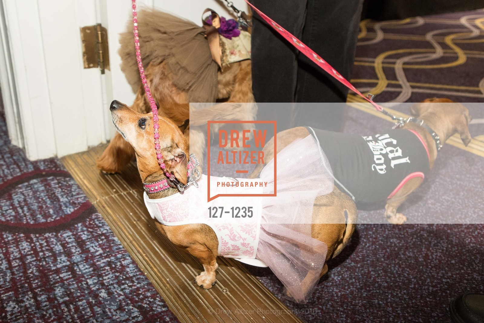 Atmosphere, Petchitecture: PAWS' 21st Fundraising Event, The Fairmont, San Francisco, May 25th, 2016, Photo #127-1235 Atmosphere, Photo #127-1235
