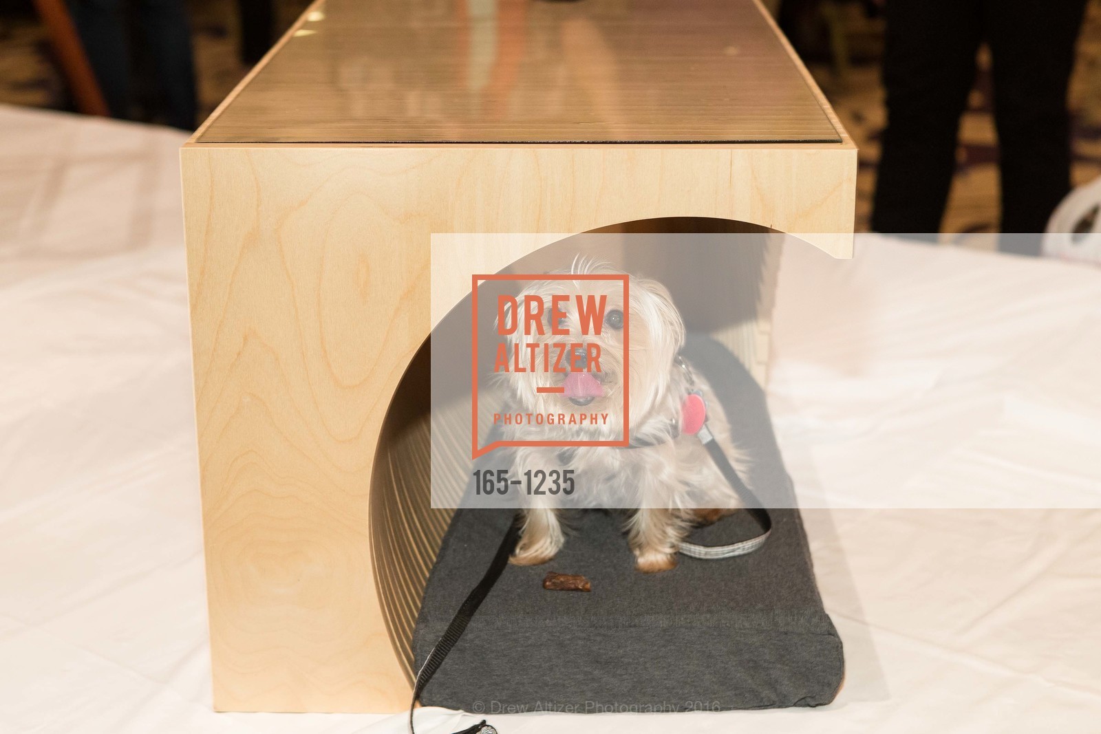 Atmosphere, Petchitecture: PAWS' 21st Fundraising Event, The Fairmont, San Francisco, May 25th, 2016, Photo #165-1235 Atmosphere, Photo #165-1235