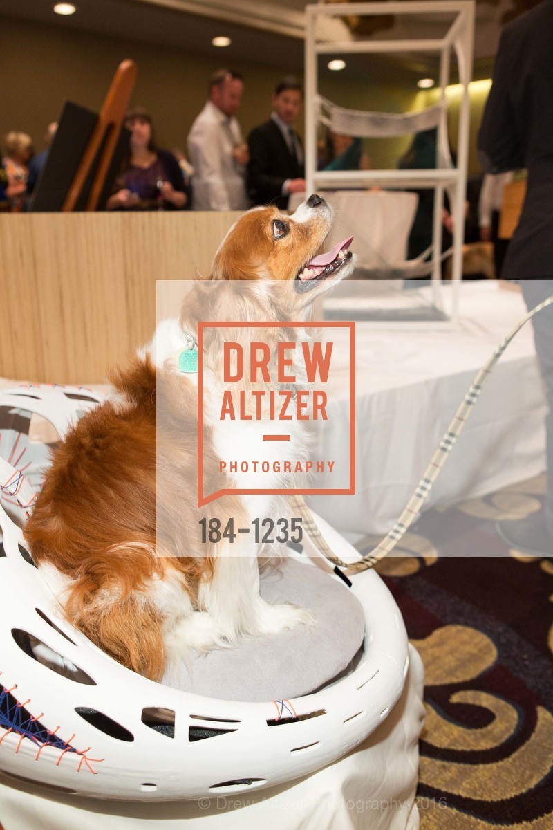 Atmosphere, Petchitecture: PAWS' 21st Fundraising Event, The Fairmont, San Francisco, May 25th, 2016, Photo #184-1235 Atmosphere, Photo #184-1235