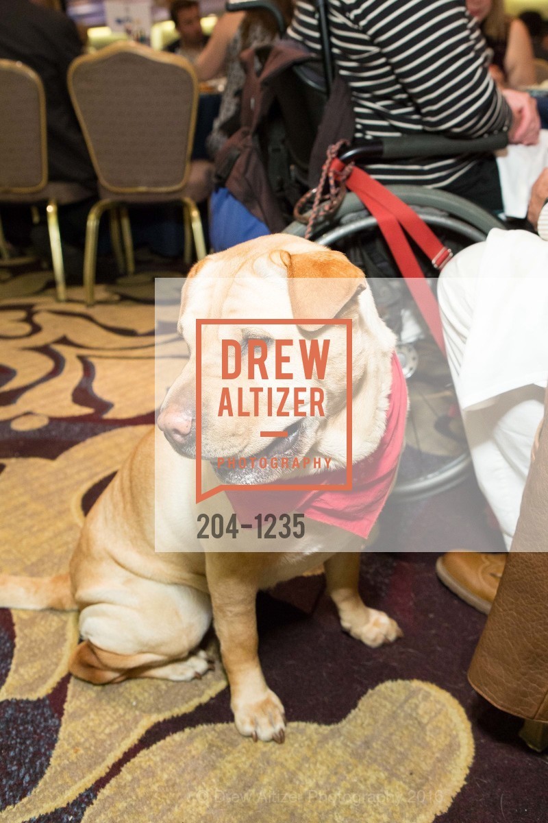 Atmosphere, Petchitecture: PAWS' 21st Fundraising Event, The Fairmont, San Francisco, May 25th, 2016, Photo #204-1235 Atmosphere, Photo #204-1235
