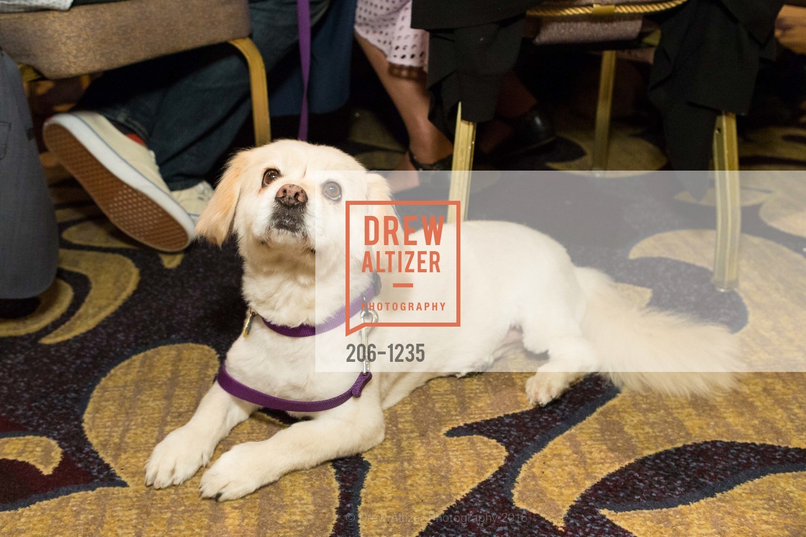 Atmosphere, Petchitecture: PAWS' 21st Fundraising Event, The Fairmont, San Francisco, May 25th, 2016, Photo #206-1235 Atmosphere, Photo #206-1235