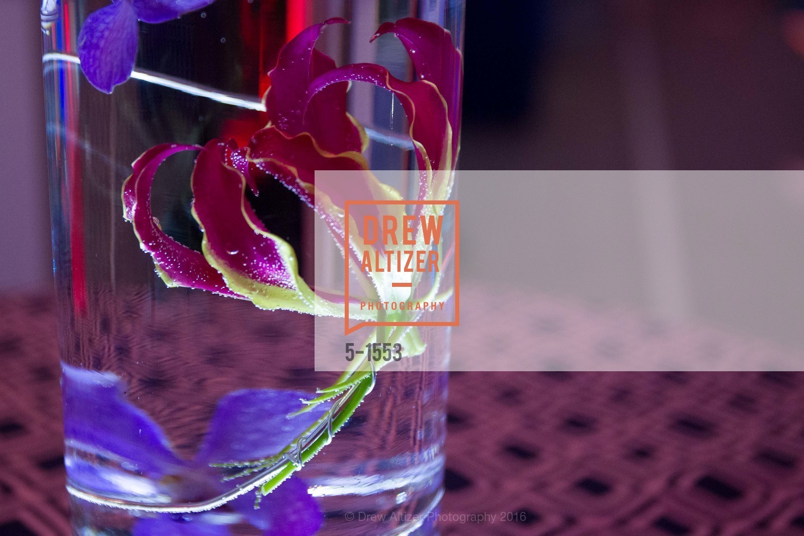 The Cove at Tiburon First Clubhouse Event, The Cove at Tiburon. 50 Barbaree Way, November 4th, 2016, Photo #5-1553 Photo #5-1553