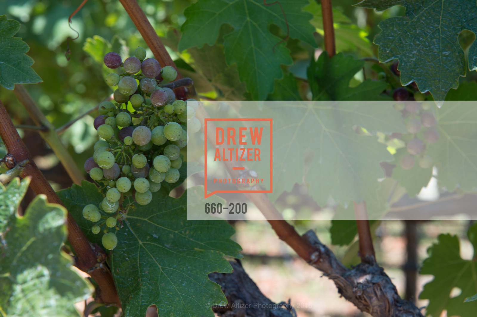Atmosphere, Festival del Sole Brunello Cucinelli Luncheon Hosted by Hall Wines and Neiman Marcus, P\. 56 Auberge Rd, July 19th, 2015,Drew Altizer, Drew Altizer Photography, full-service agency, private events, San Francisco photographer, photographer california