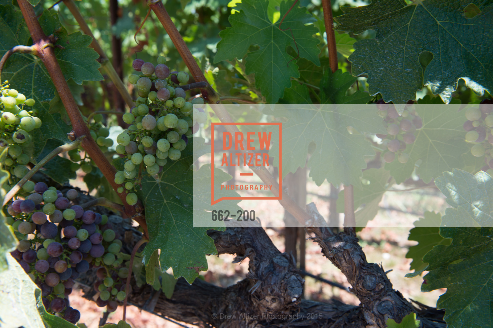 Atmosphere, Festival del Sole Brunello Cucinelli Luncheon Hosted by Hall Wines and Neiman Marcus, P\. 56 Auberge Rd, July 19th, 2015,Drew Altizer, Drew Altizer Photography, full-service agency, private events, San Francisco photographer, photographer california
