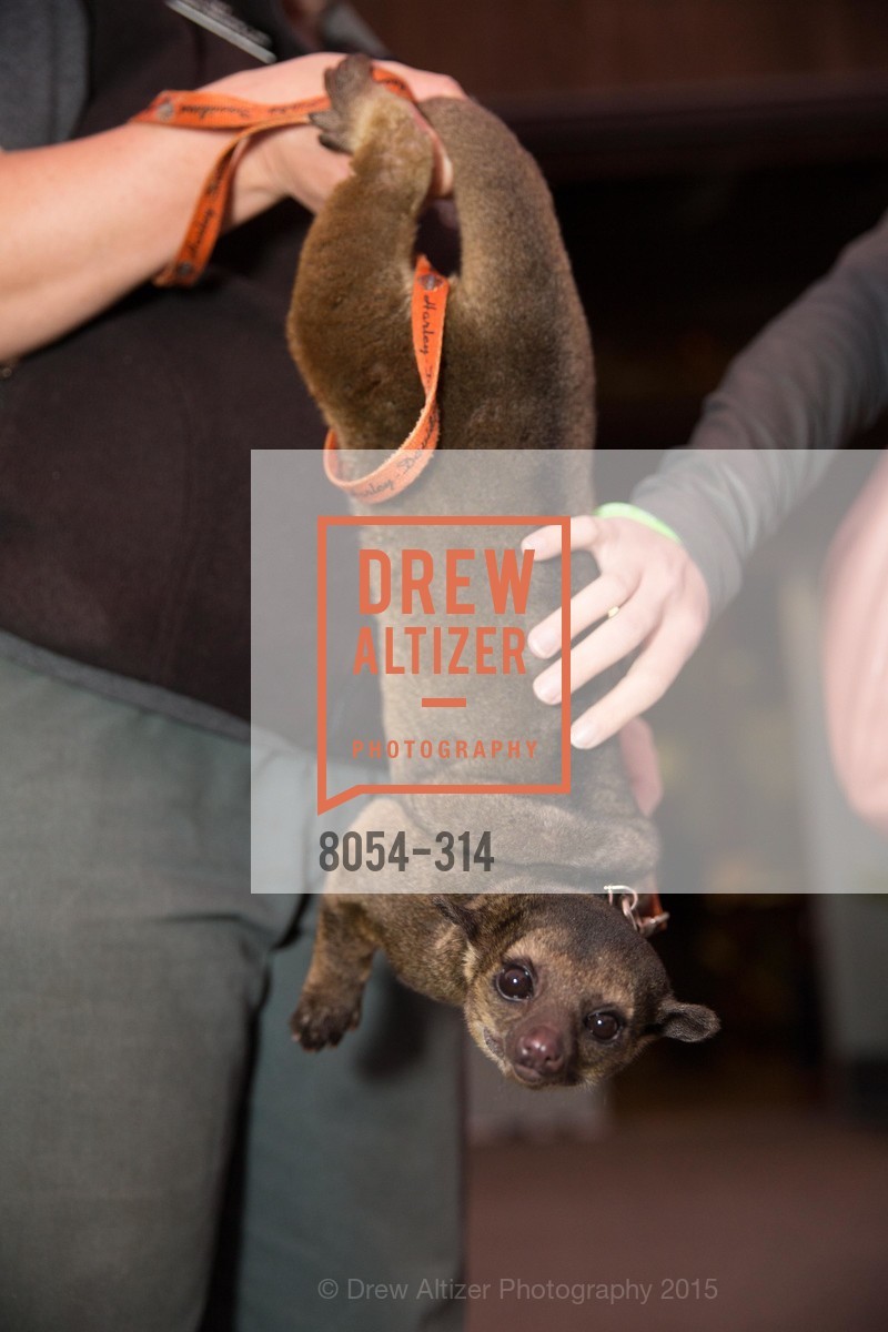 Atmosphere, San Francisco Zoo Fur Ball, San Francisco Zoo, September 25th, 2015,Drew Altizer, Drew Altizer Photography, full-service event agency, private events, San Francisco photographer, photographer California