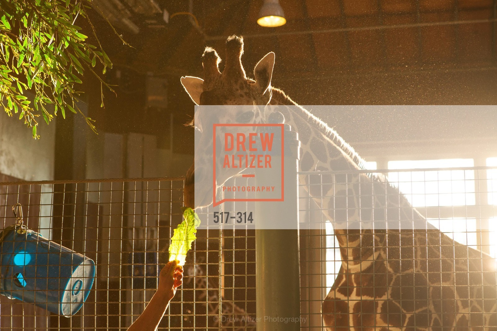 Atmosphere, San Francisco Zoo Fur Ball, San Francisco Zoo, September 25th, 2015