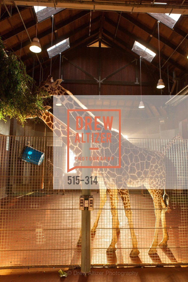 Atmosphere, San Francisco Zoo Fur Ball, San Francisco Zoo, September 25th, 2015