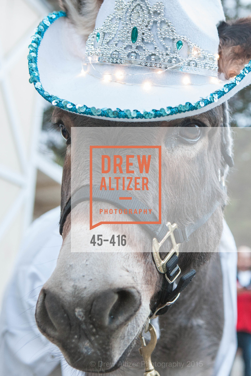 Atmosphere, Children's Health Council Presents Rocktoberfest, National Center For Equine Facilitated Therapy. 880 Runnymede Rd, October 15th, 2015,Drew Altizer, Drew Altizer Photography, full-service agency, private events, San Francisco photographer, photographer california