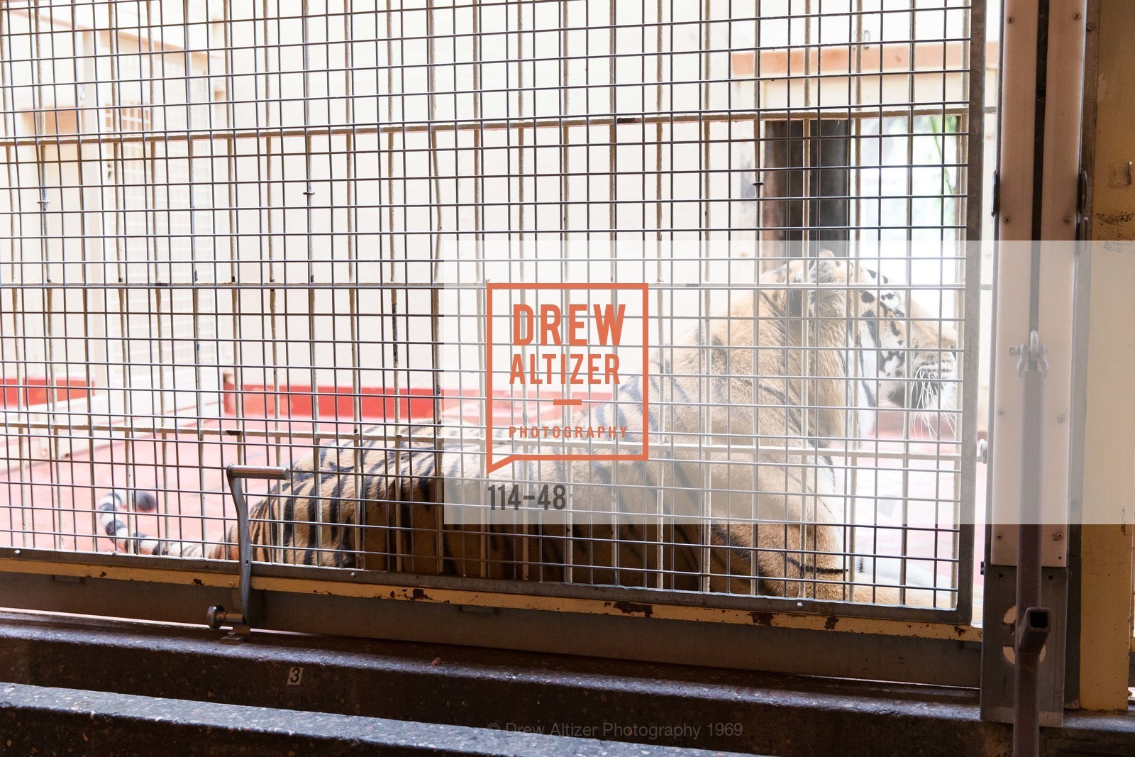 Extras, San Francisco Zoo Presents ZooFest 2015 Celebrating Champions, April 24th, 2015, Photo,Drew Altizer, Drew Altizer Photography, full-service agency, private events, San Francisco photographer, photographer california