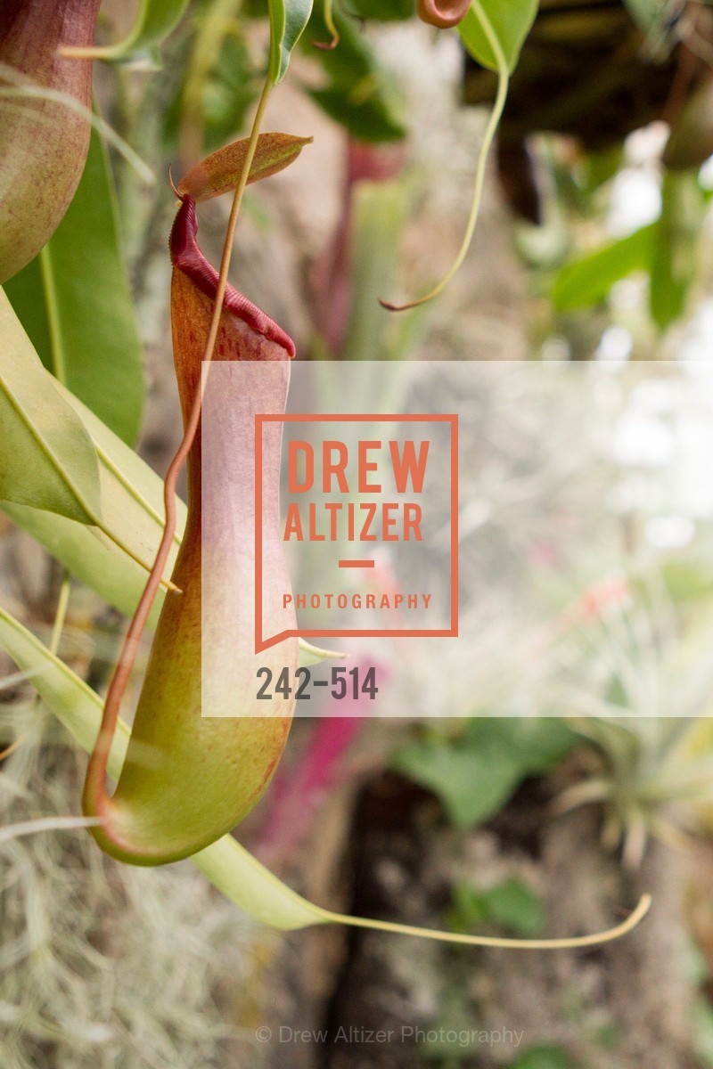 Atmosphere, SF Conservatory of Flowers - CHOMP They came from the swamp, US. US, April 10th, 2014,Drew Altizer, Drew Altizer Photography, full-service agency, private events, San Francisco photographer, photographer california