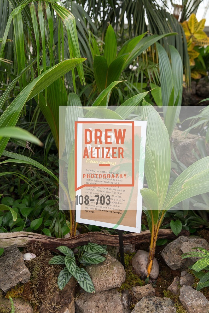 Atmosphere, CONSERVATORY OF FLOWERS Presents
