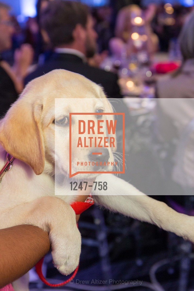 Atmosphere, JUVENILE DIABETES RESEARCH FOUNDATION Hope Gala, US, May 30th, 2015,Drew Altizer, Drew Altizer Photography, full-service agency, private events, San Francisco photographer, photographer california
